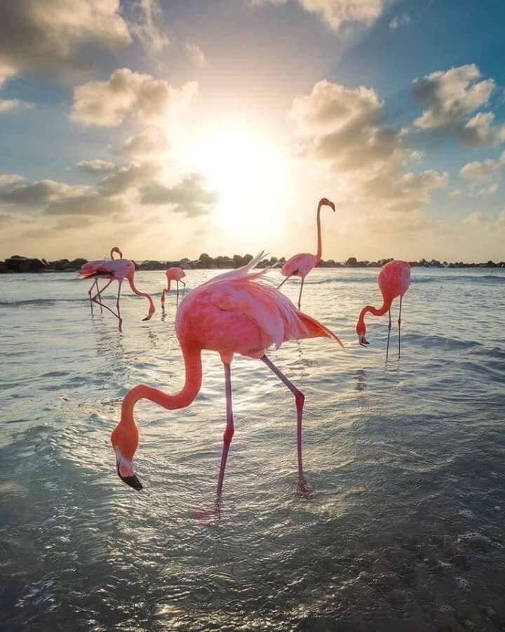 ארנאלס דל סול Arenales Beach מראה חיצוני תמונה